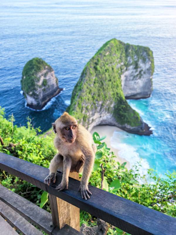 印尼  精灵坠崖 猴观碧海奇岩图片