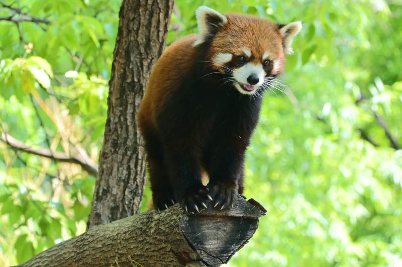 小熊猫树上萌态十足图片