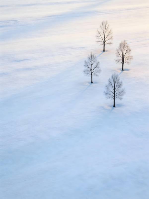 雪原四树 静默如诗图片