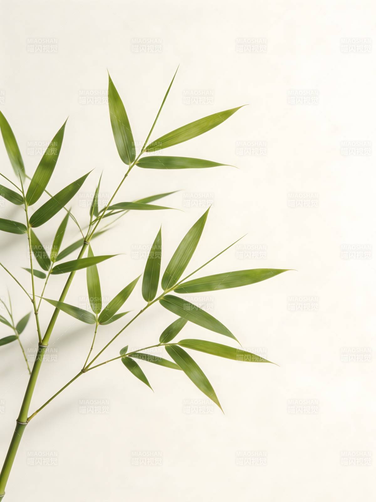 竹影清雅 绿意盎然图片