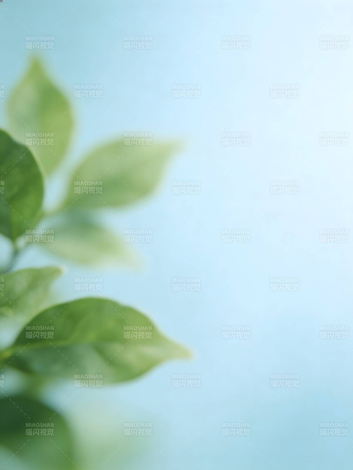 绿叶轻摇 蓝天如洗图片