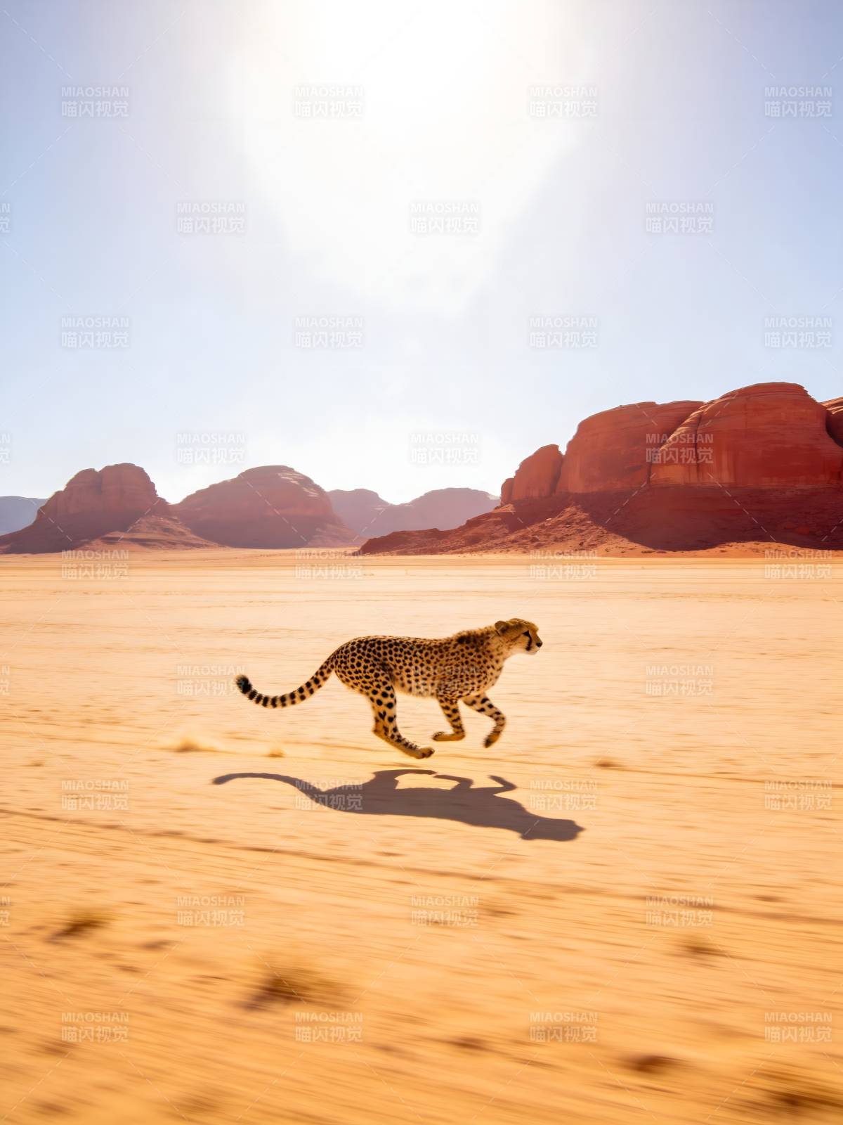 沙漠猎豹疾驰如风图片