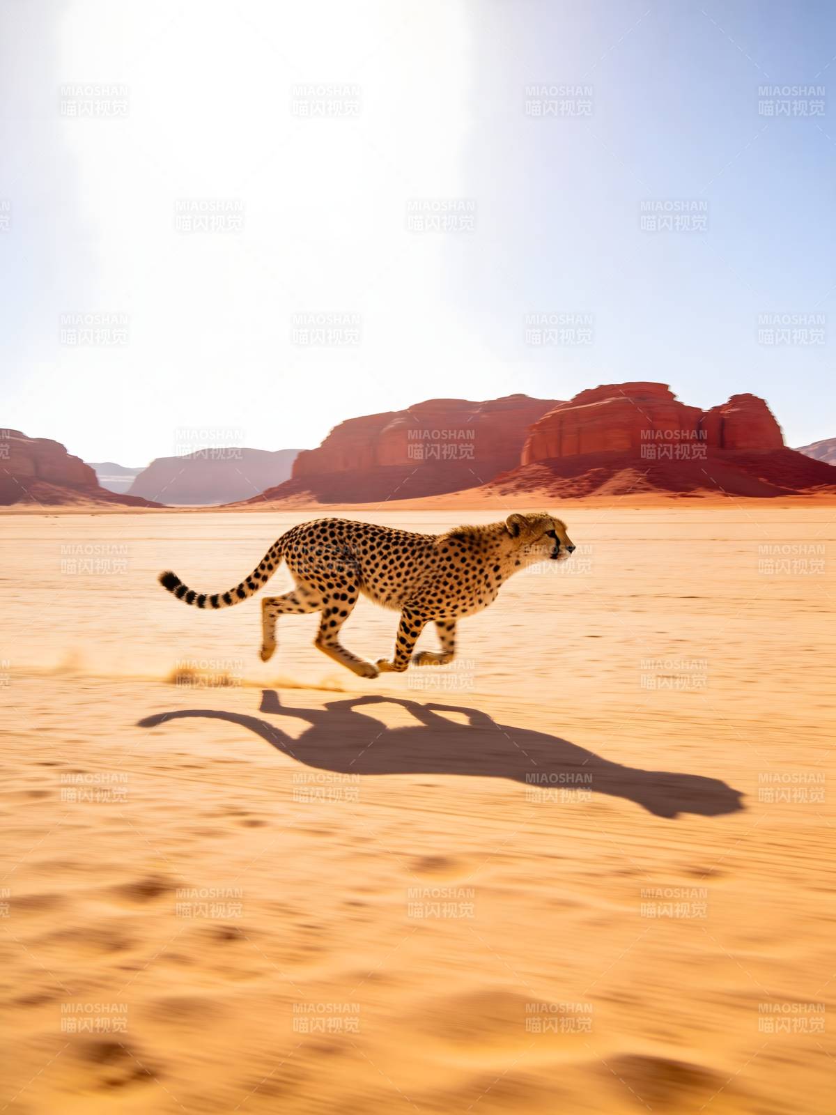 沙漠猎豹疾驰如风图片