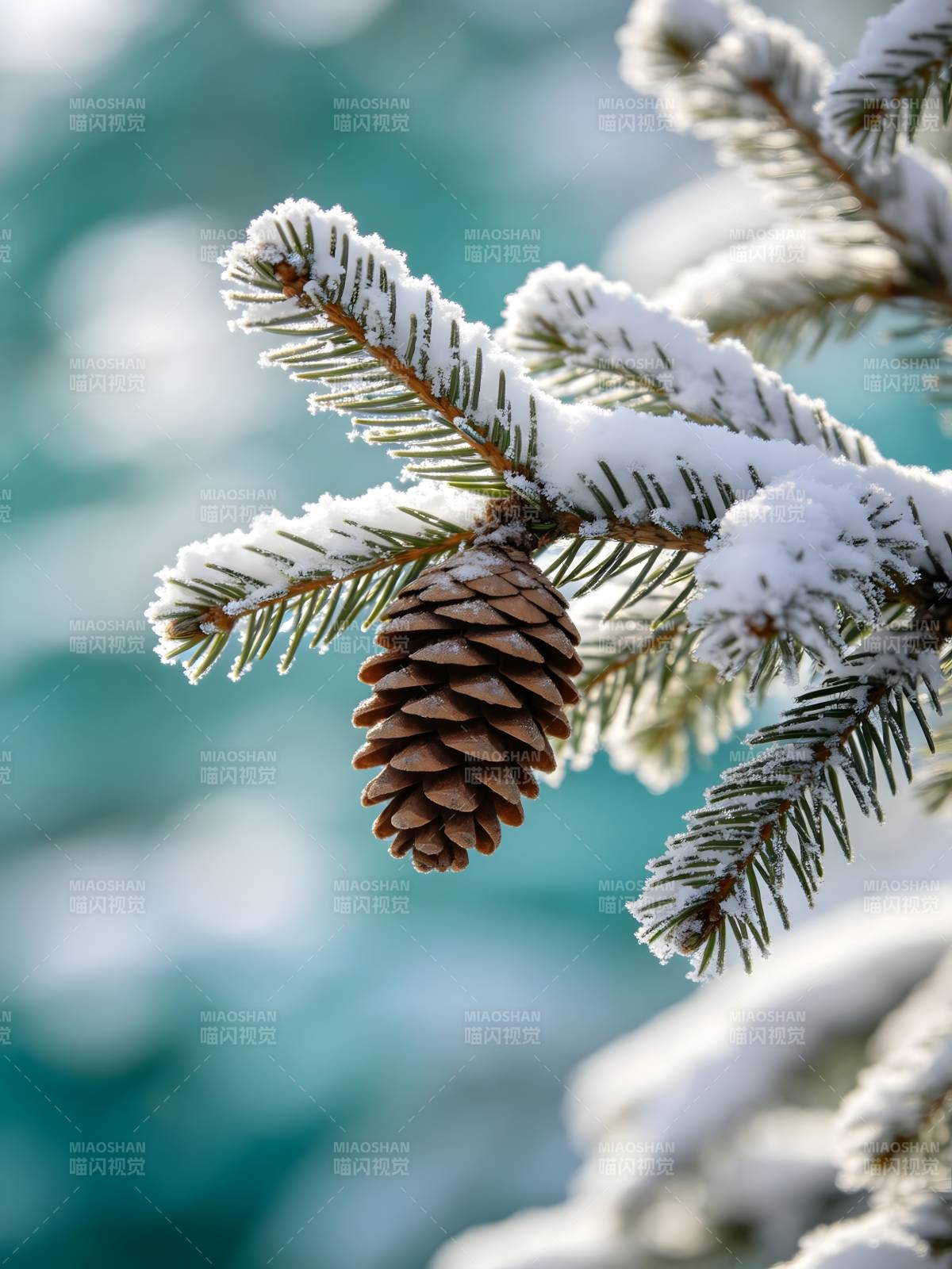 雪覆松枝挂松果图片