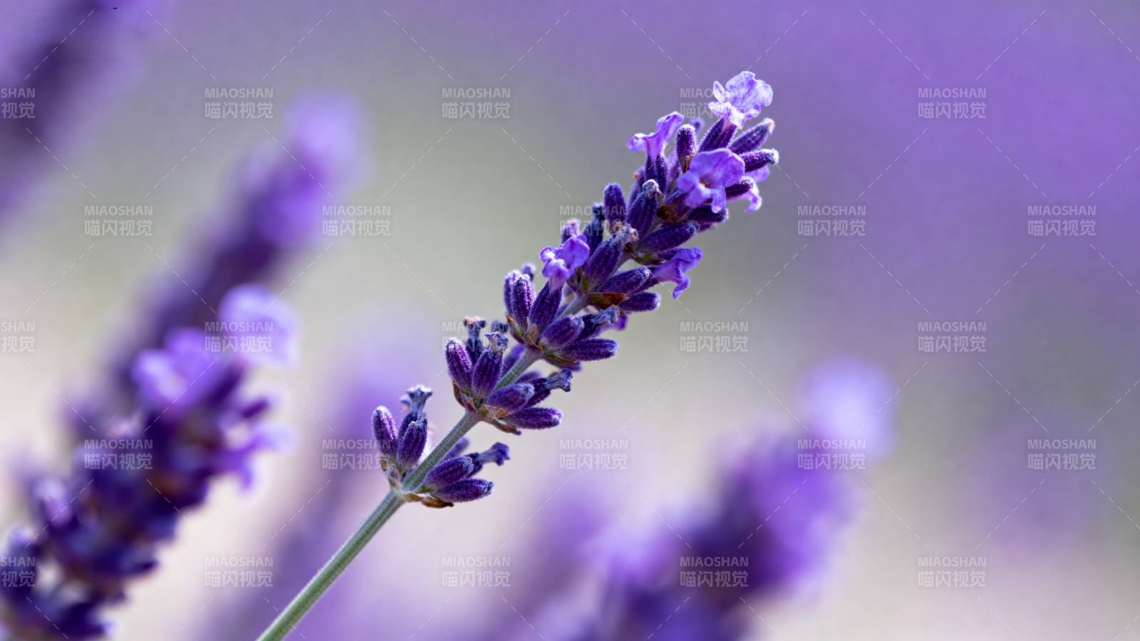紫薰衣草特写 梦幻柔美图片