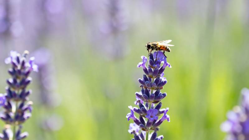 蜂采 lavender 花蜜忙图片