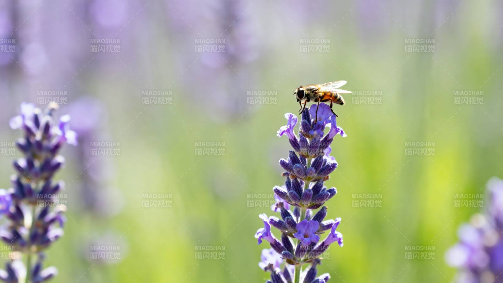 蜂采 lavender 花蜜忙图片