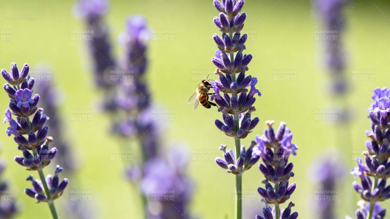 蜂采薰衣草花蜜图片