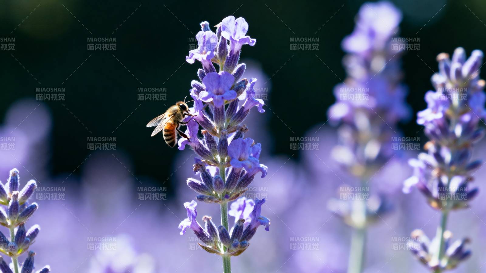 蜂采薰衣草花蜜图片