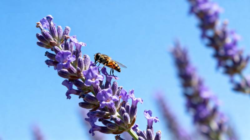蜂采 lavender 花蜜图片