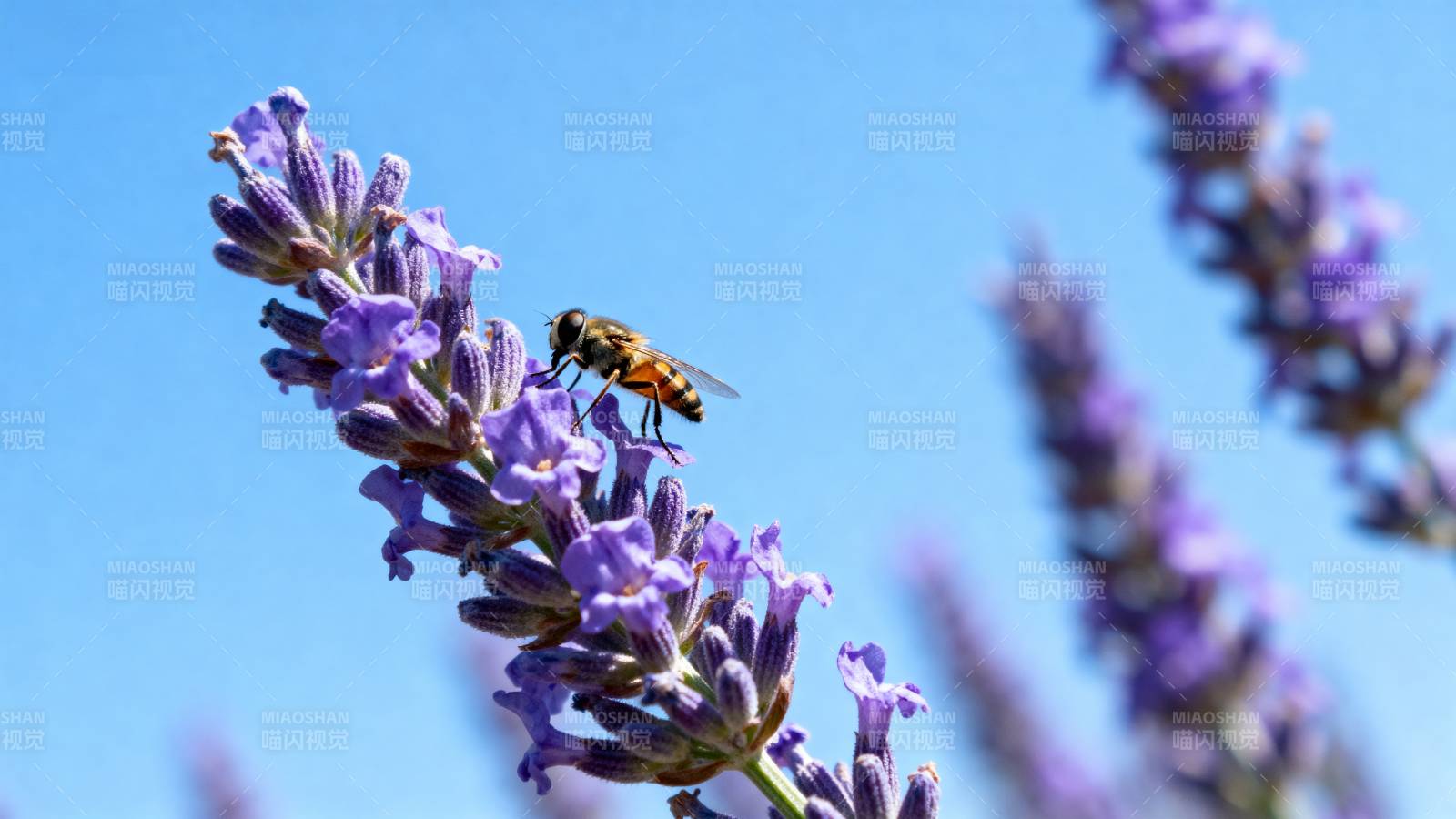 蜂采 lavender 花蜜图片