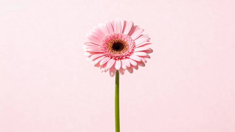 粉嫩雏菊 温柔绽放图片