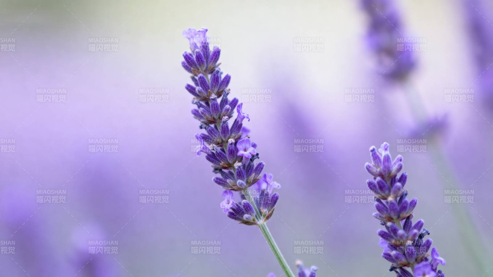 薰衣草花海 梦幻紫色浪漫图片