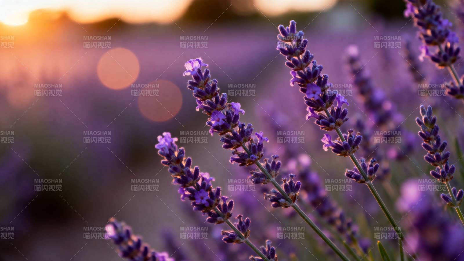 薰衣草田 夕阳温柔时图片