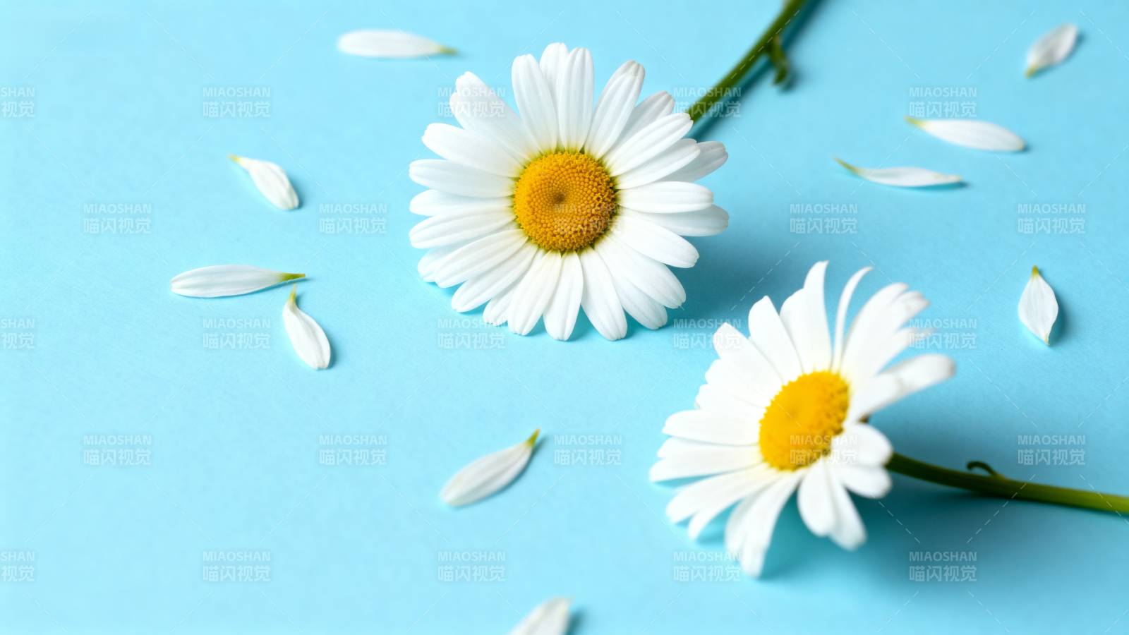 蓝底雏菊 清新自然美图片