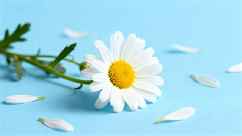 蓝底白菊 花瓣散落静美图片