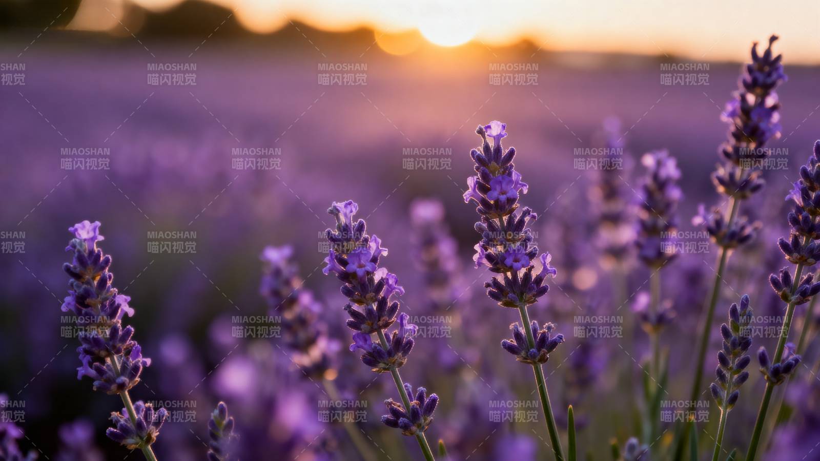 薰衣草田 夕阳温柔图片