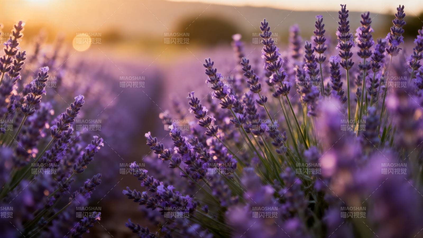 薰衣草田 夕阳温柔如梦图片