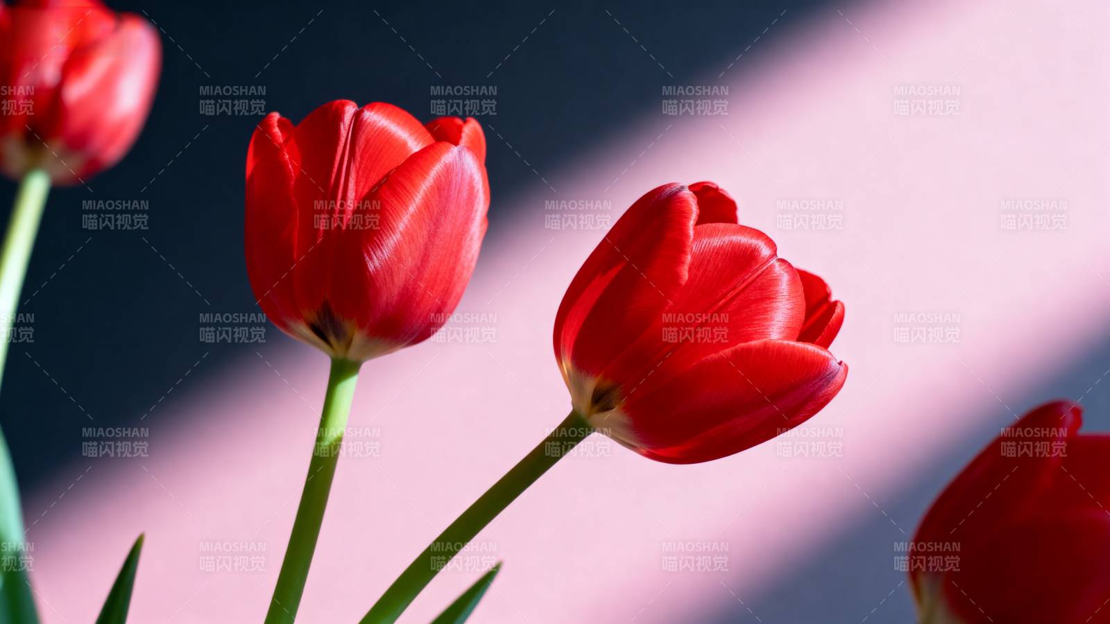红 tulip 光影之美图片