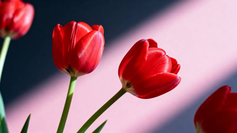 红 tulip 光影之美图片