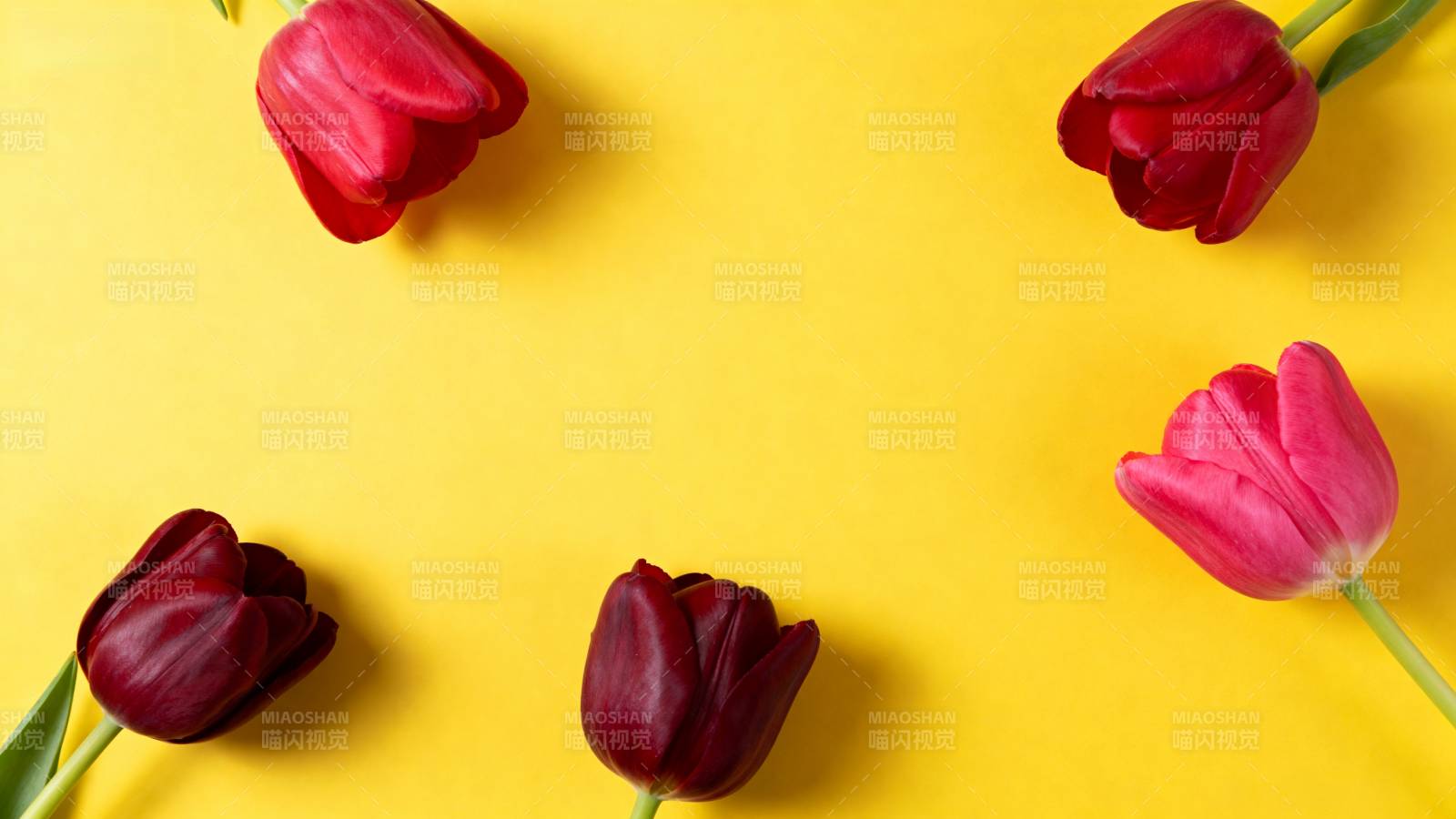 黄底红 tulip 花环构图图片