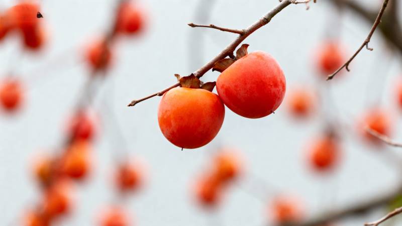 枝头红柿映秋光图片