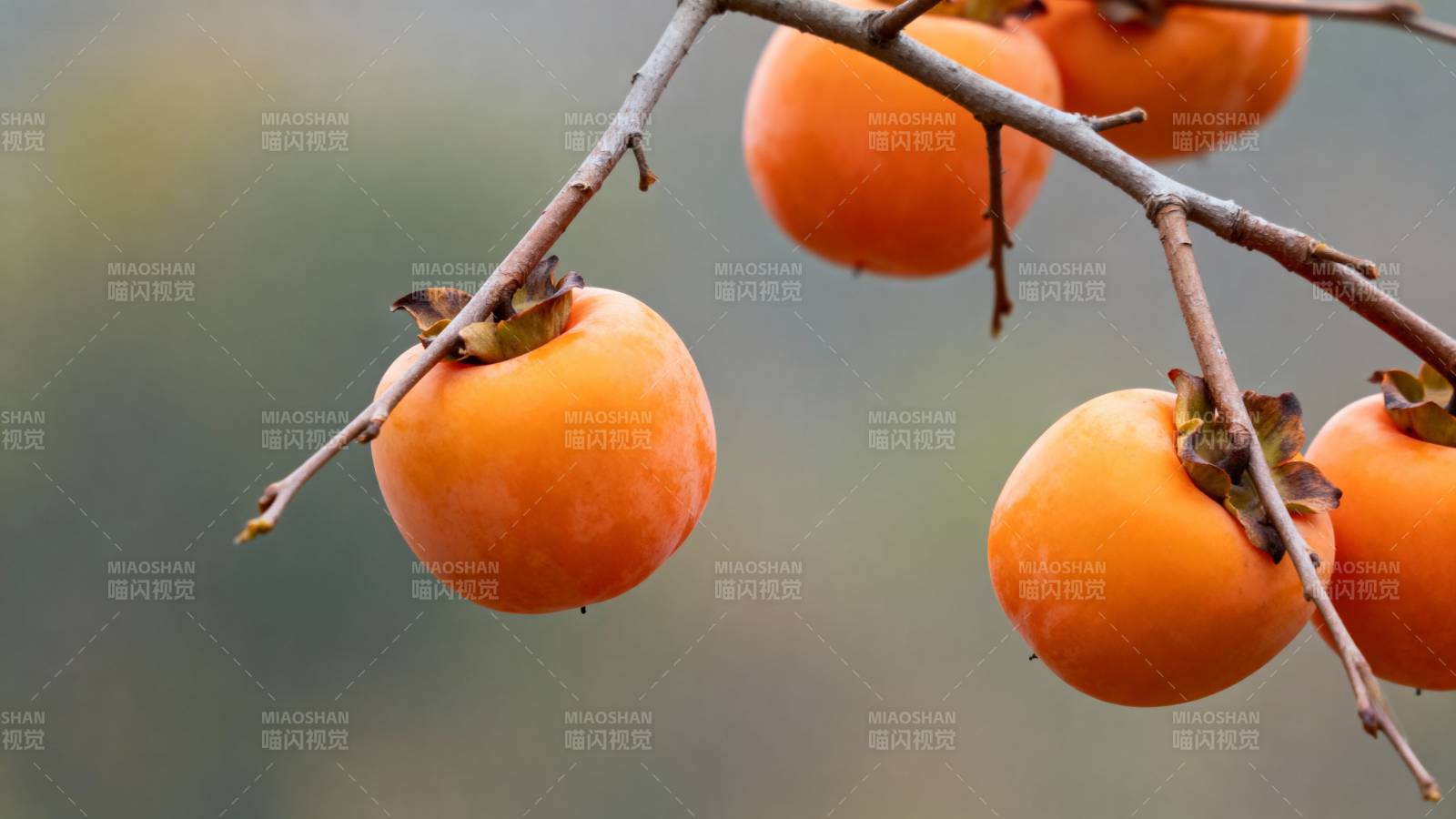 枝头柿子红 秋意浓图片