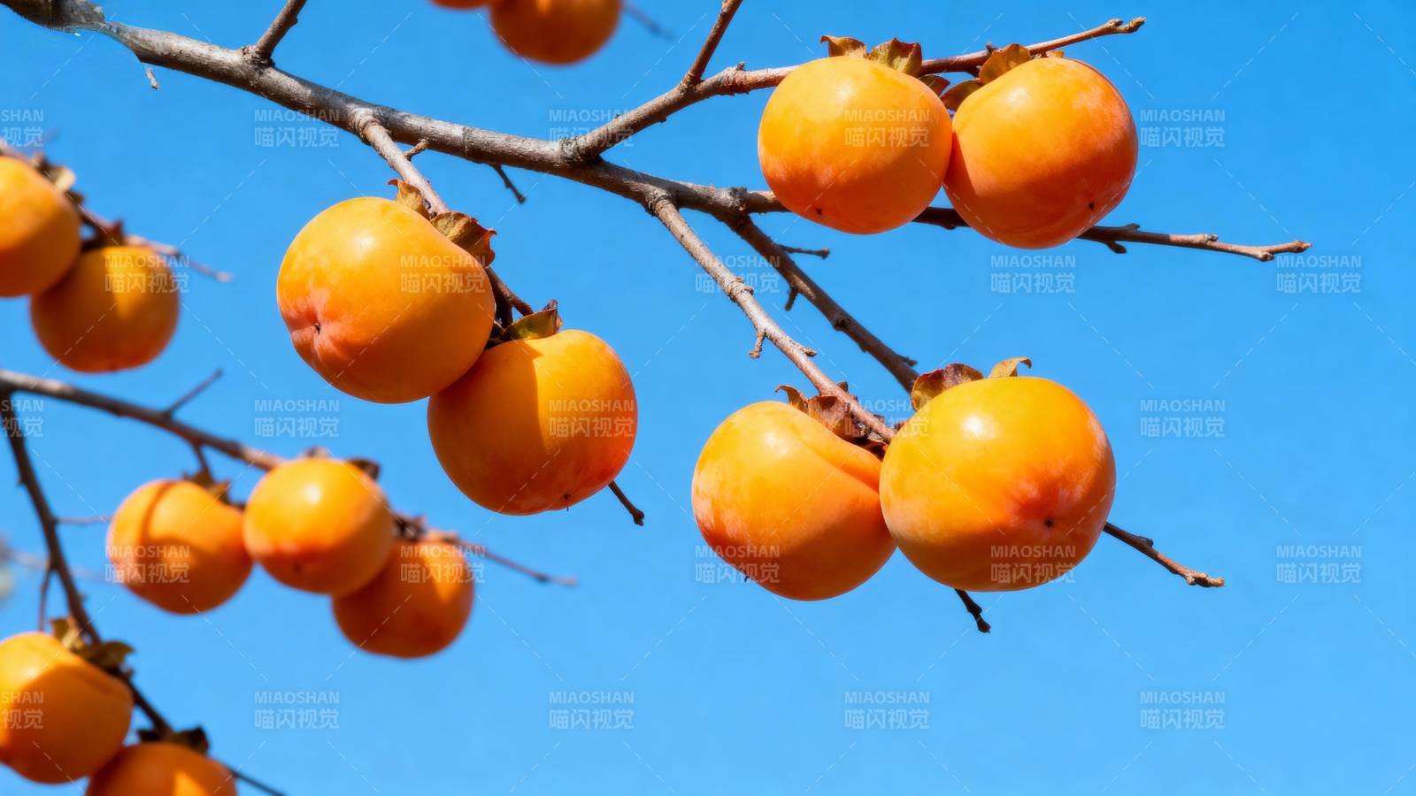 柿子挂枝头 秋意正浓时图片