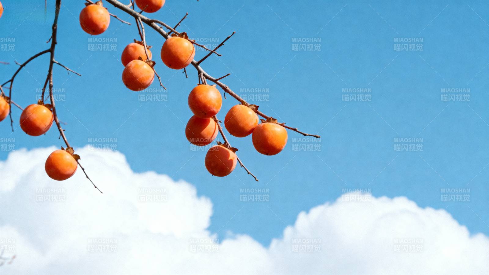 柿子挂枝头 蓝天白云间图片