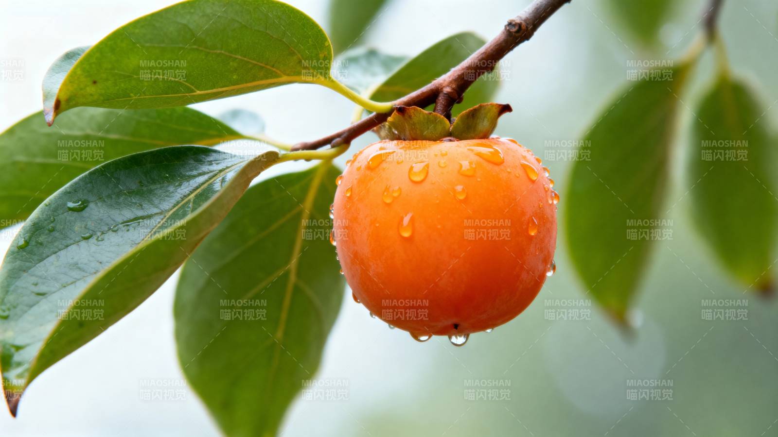 雨后柿子挂枝头图片