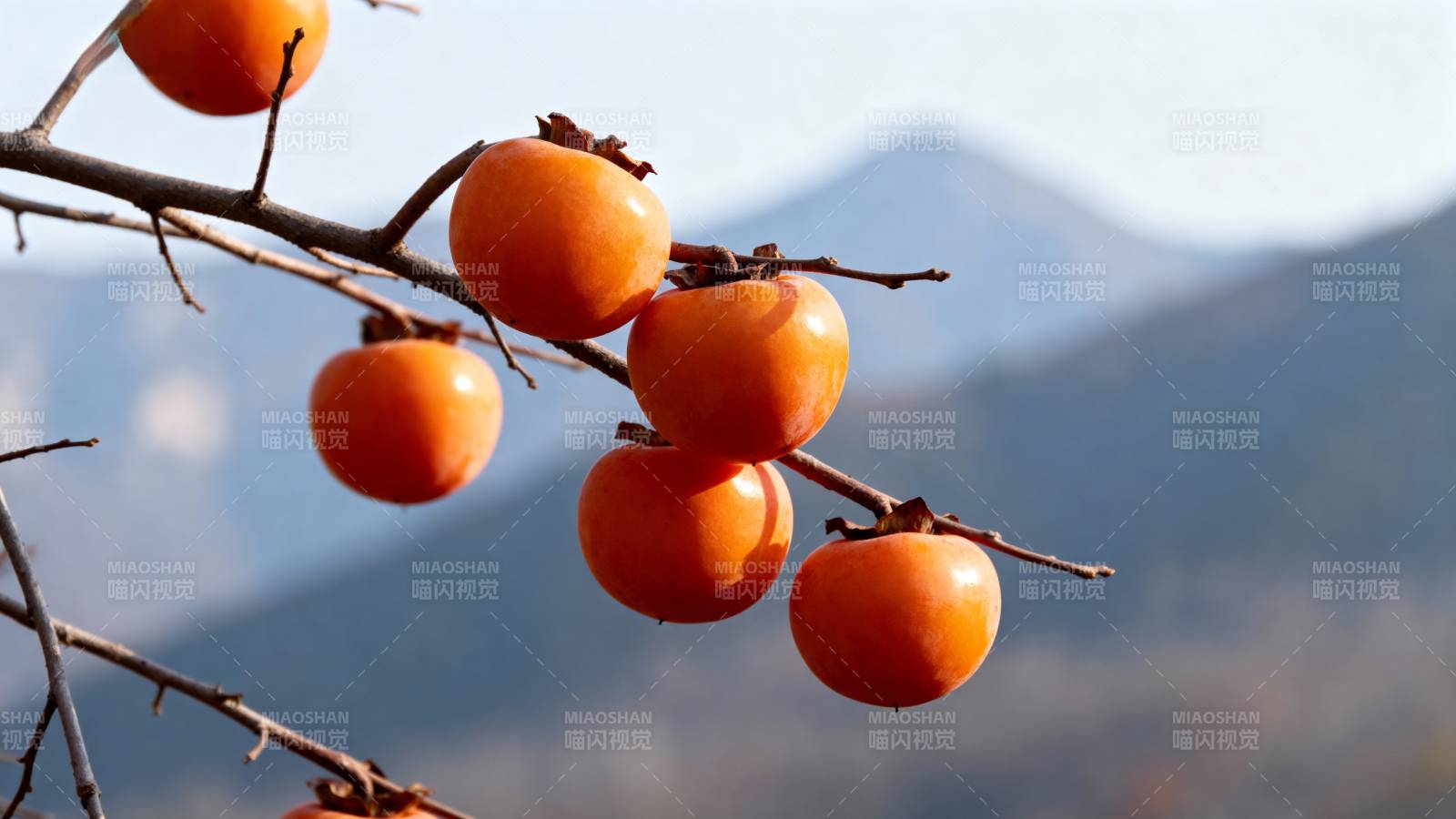 秋柿挂枝 远山如黛图片