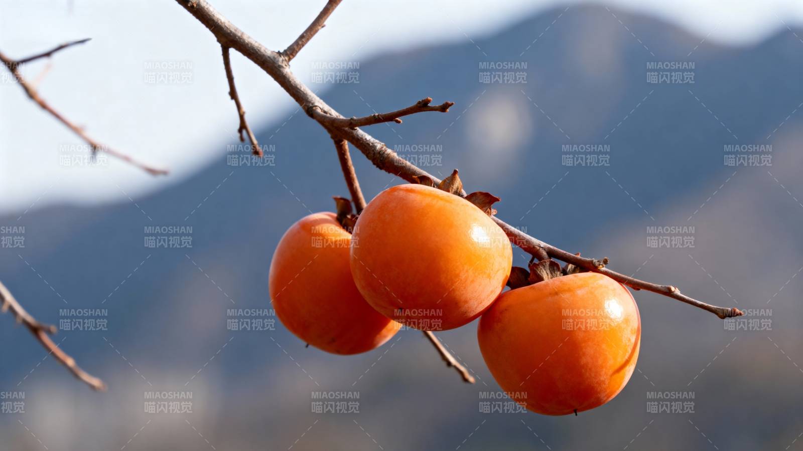 枝头红柿映山景图片