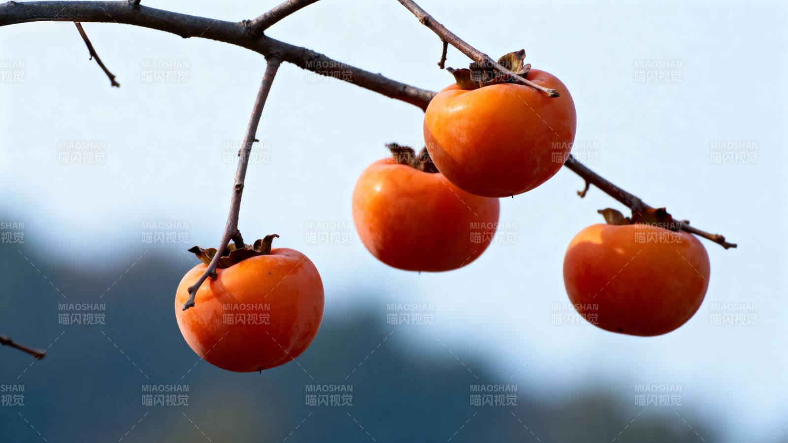 枝头红柿挂 秋意浓如酒图片
