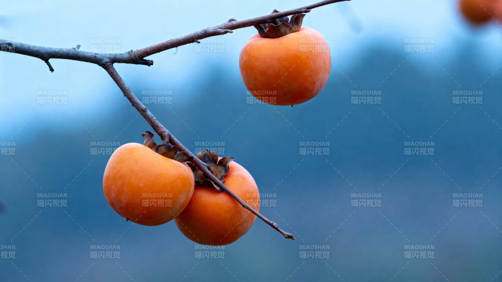 枝头红柿映蓝天图片