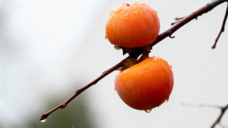 雨后枝头柿子红图片