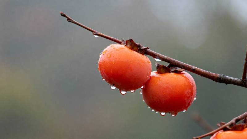 雨打红柿 枝头挂珠图片