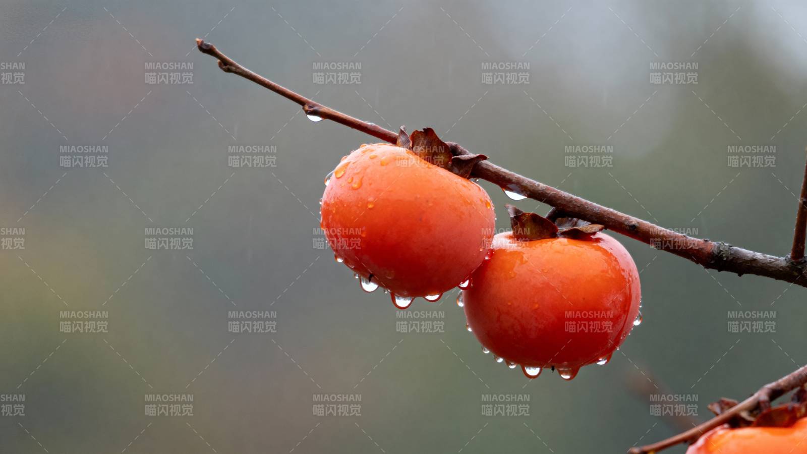 雨打红柿 枝头挂珠图片