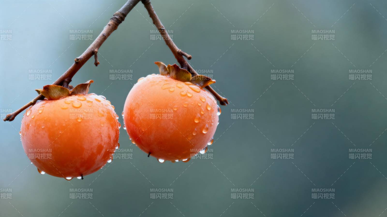 雨后柿子挂枝头图片