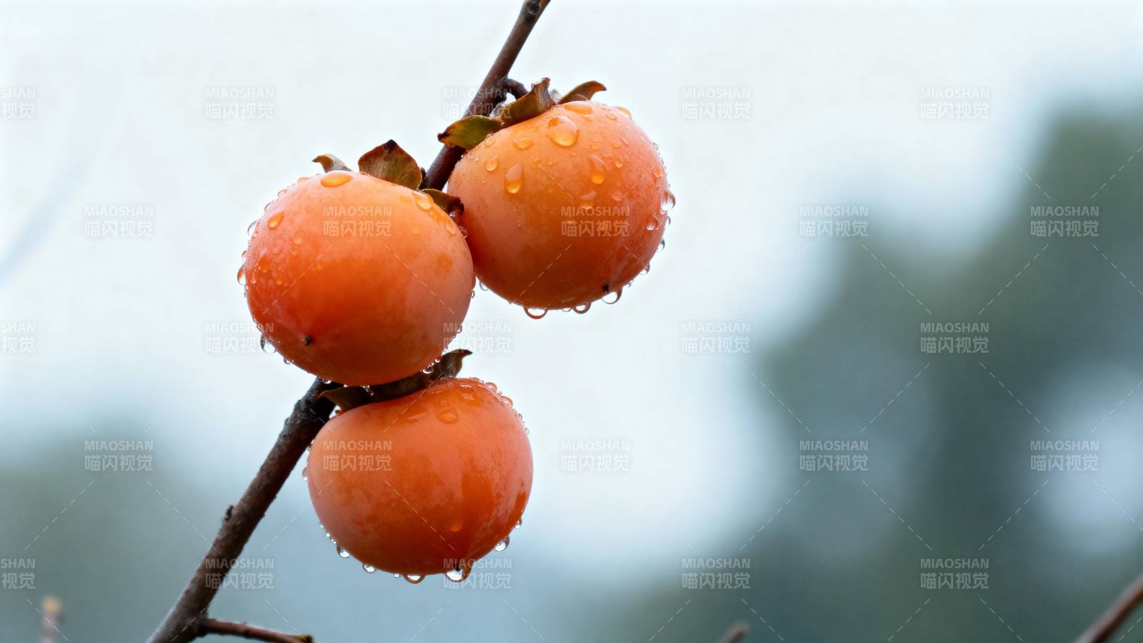 雨后柿子挂枝头图片