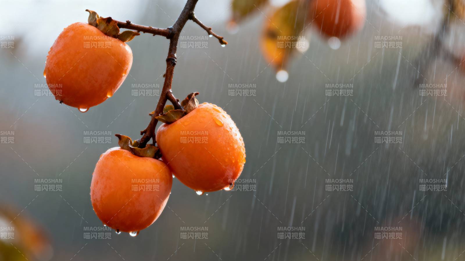雨中柿子 橙红挂枝头图片