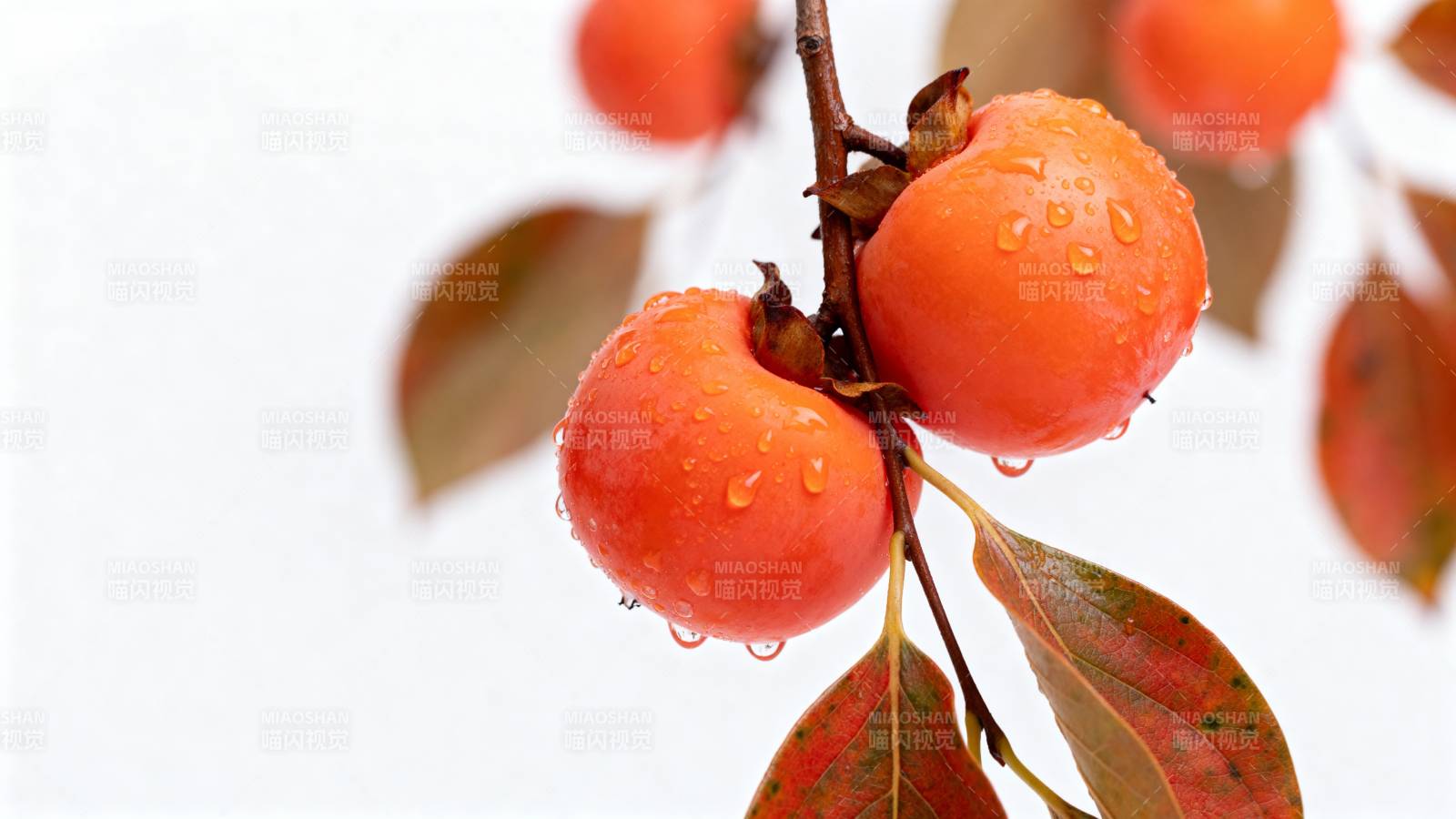 雨后柿子挂枝头图片