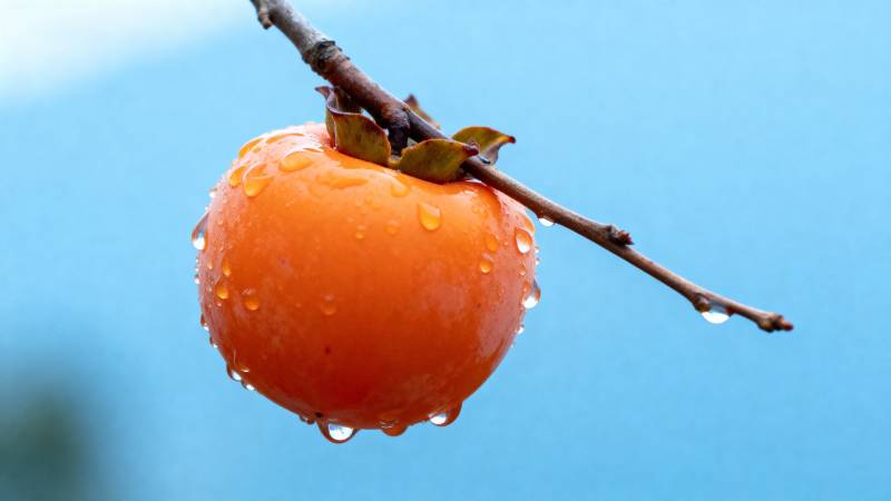 雨后柿子挂枝头图片