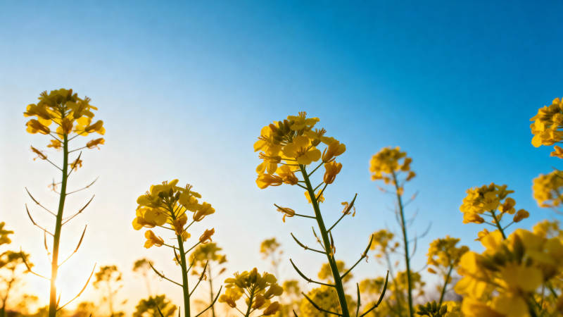 油菜花田映蓝天图片