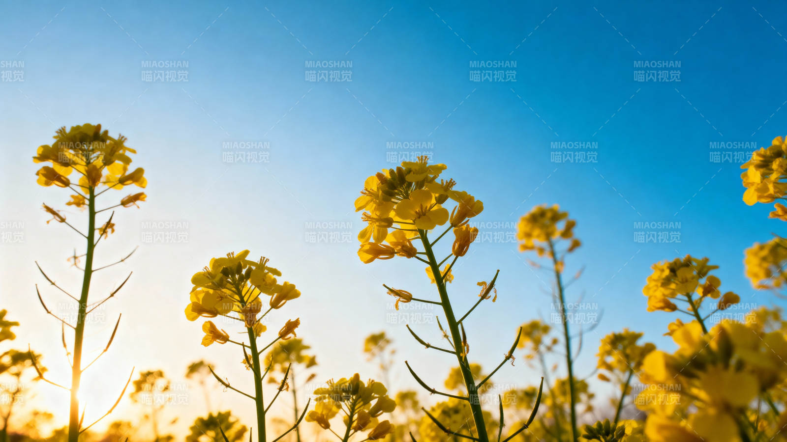 油菜花田映蓝天图片