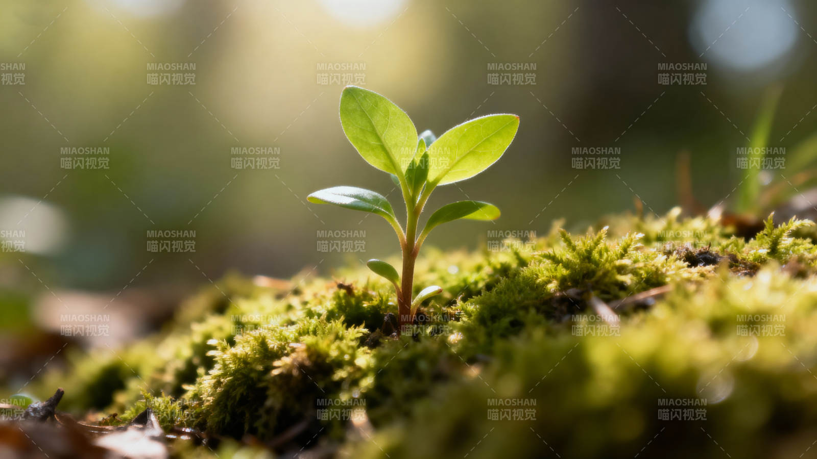 嫩芽破苔 生机盎然图片