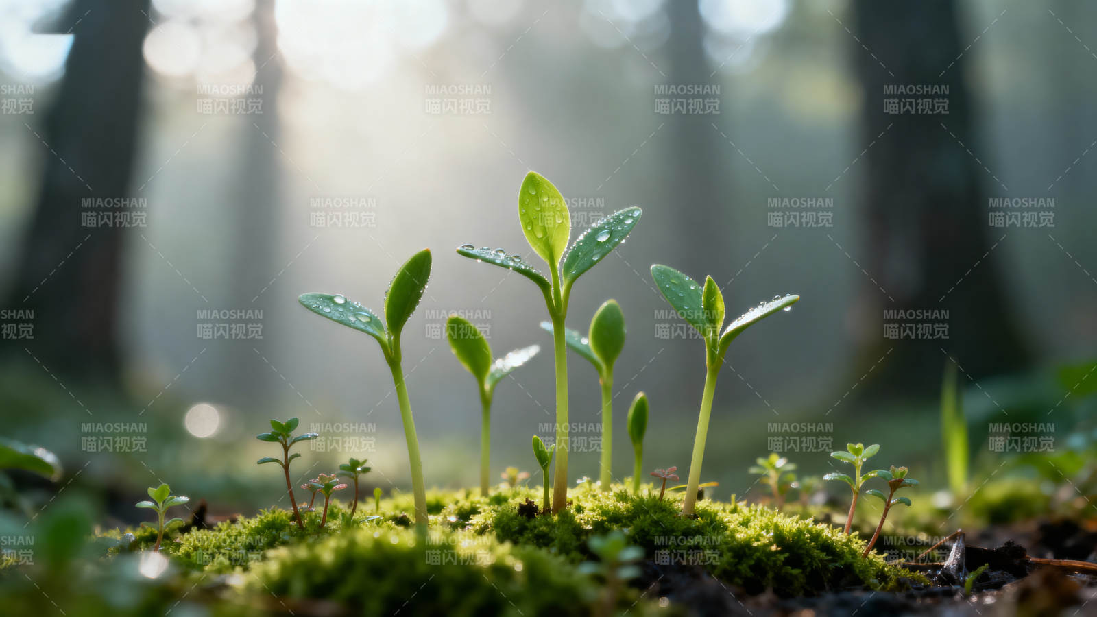 晨光中的嫩芽新生图片