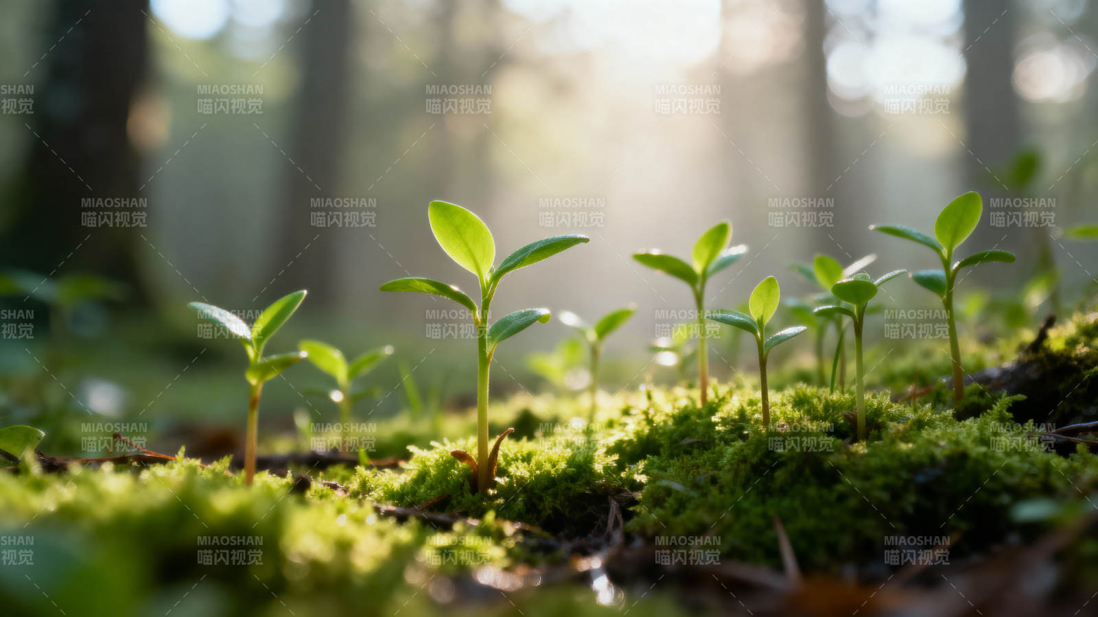 林间新芽 生机盎然图片