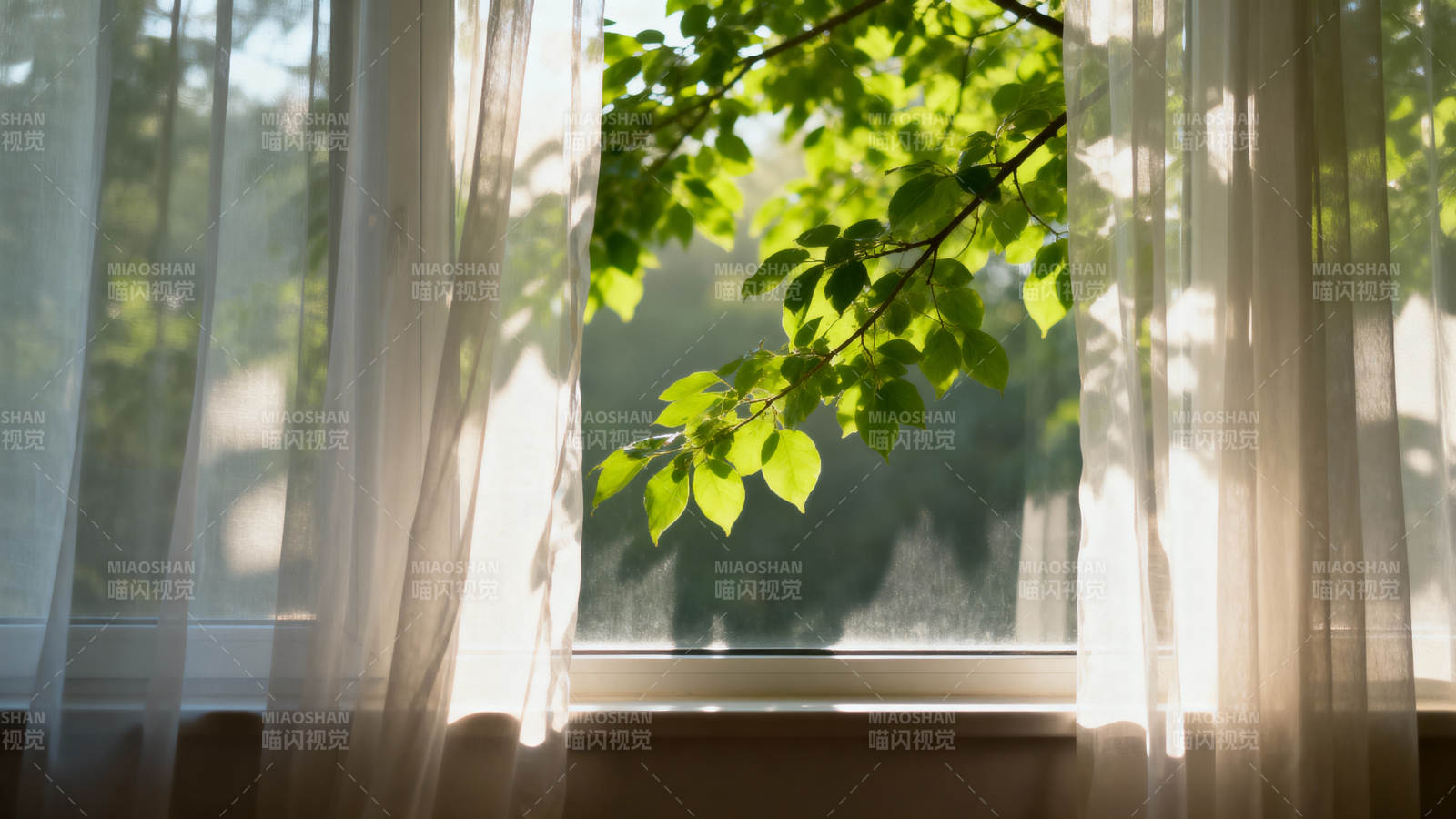 窗边绿叶 阳光透帘图片