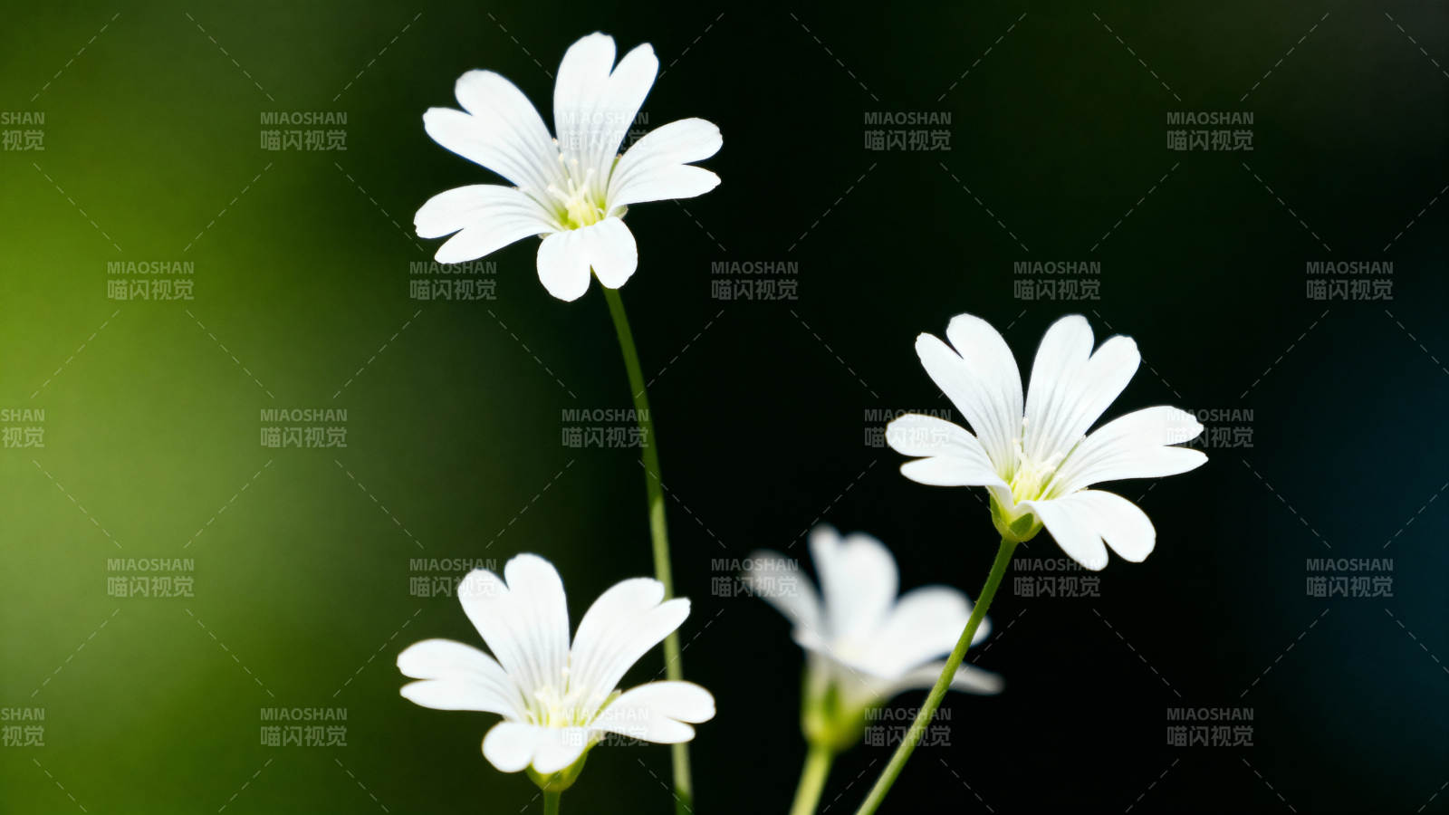 小白花绽放 清新自然美图片