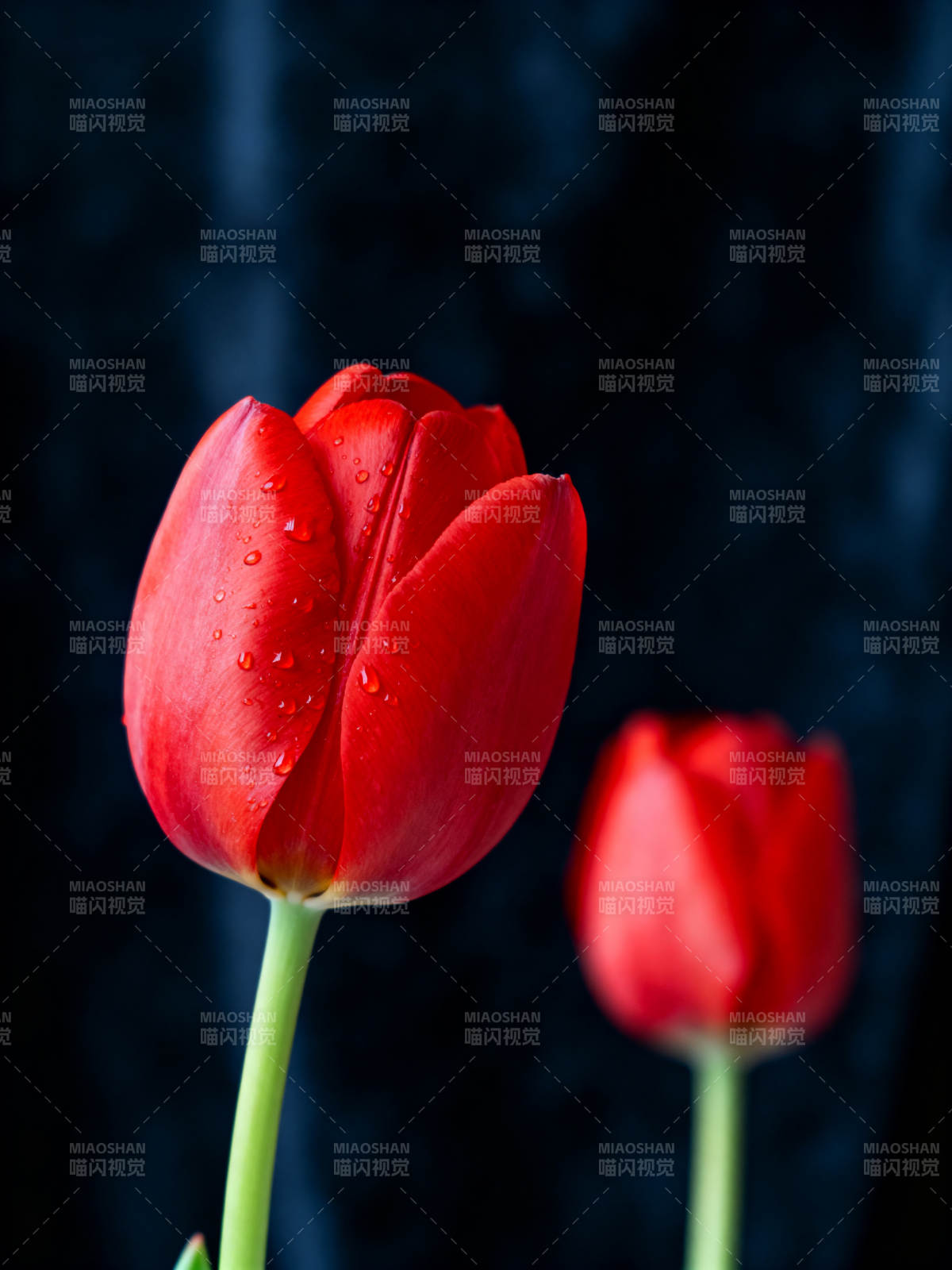 红 tulip 滴露 深蓝背景静美图片